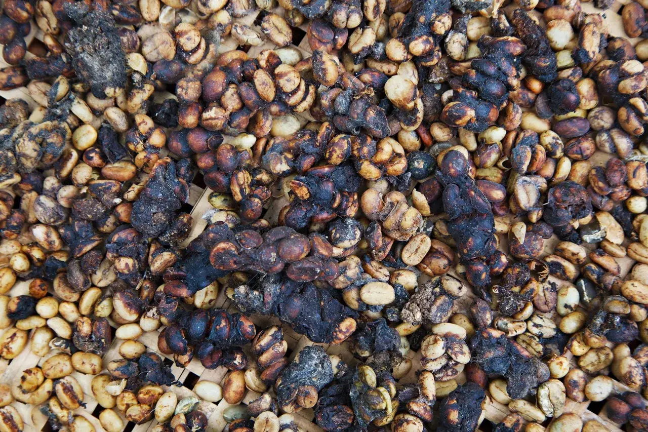 Ziarna kawy po przejściu przez układ trawienny zwierzęcia, znanego jako kopi luwak.