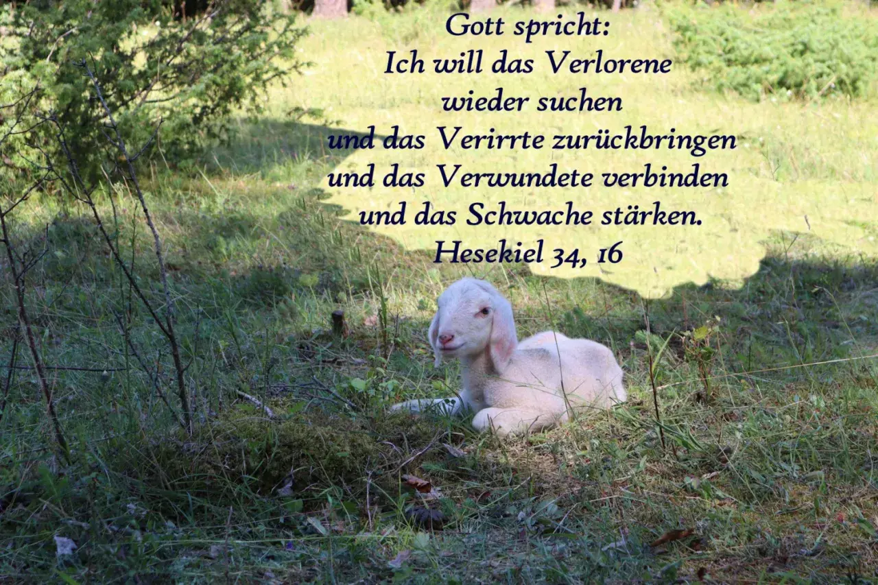 Ein Lamm liegt im Gras, während göttliche Worte aus Hesekiel 34, 16, wie in Johannes 14, Trost spenden.