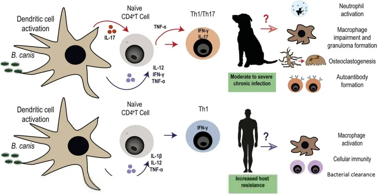 Diagram shows immune response to B. canis in dogs, leading to moderate to severe chronic infection, and in humans, leading to increased host resistance. Brucellosis in dogs involves Th1/Th17 cells.