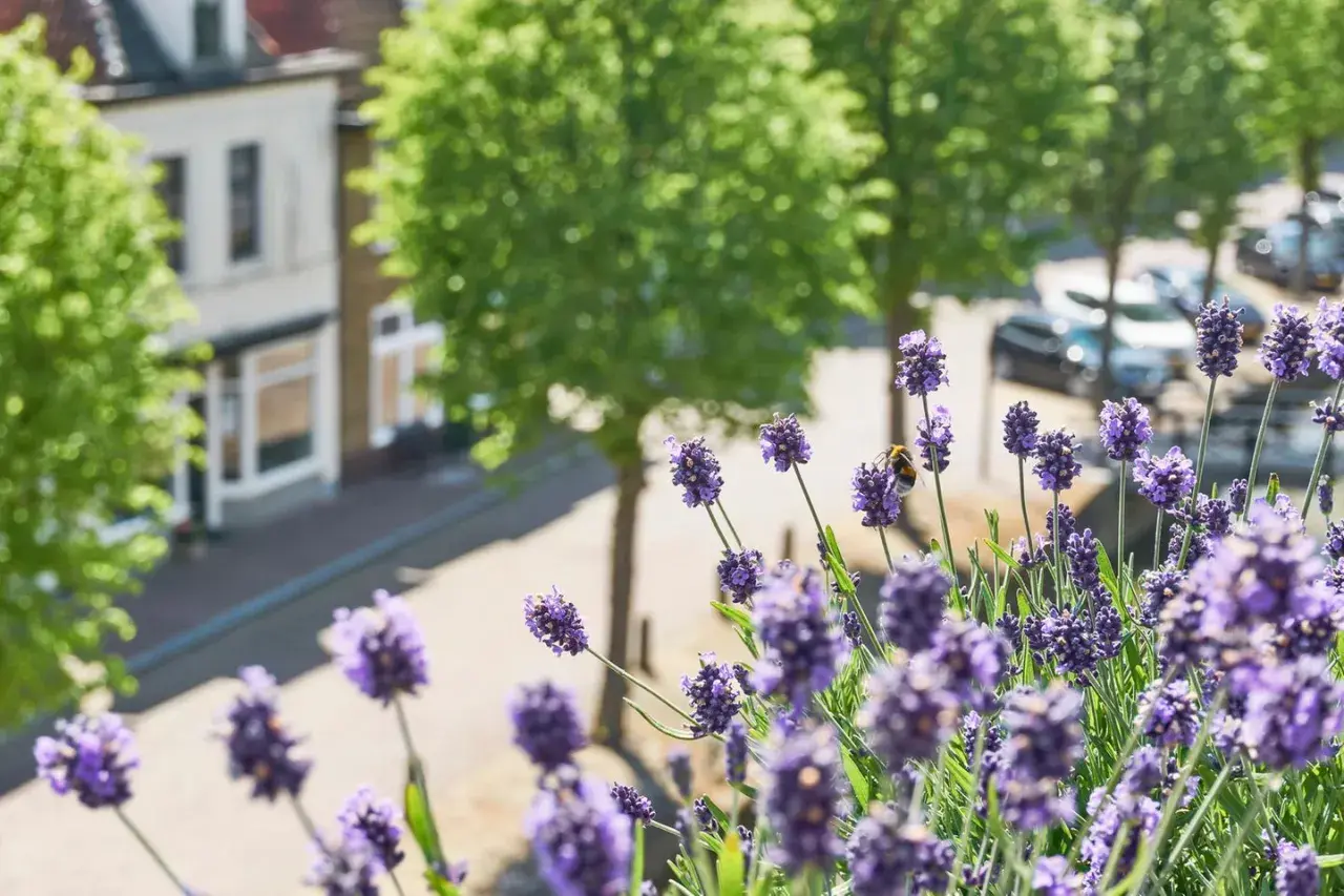 Ein **Lavendel Balkonkasten** blüht üppig, eine Biene sammelt Nektar. Im Hintergrund ein Haus und Bäume.