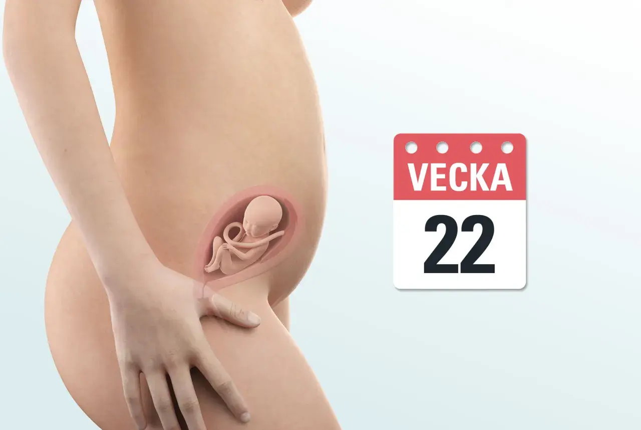 Gravid vecka 22. En illustration visar en gravid mage med ett foster inuti. En kalender visar "Vecka 22".
