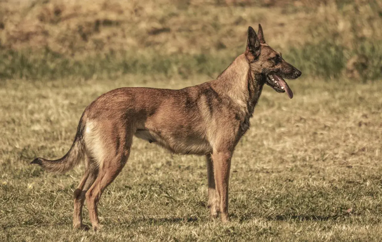 Czujny owczarek belgijski maly stoi na trawie, dysząc z językiem na zewnątrz.