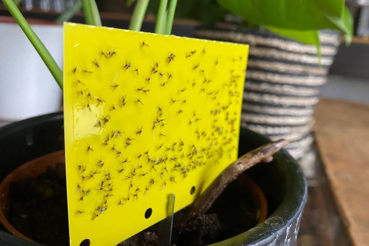 Gelbes Klebebrett mit vielen kleinen Fliegen, die in der Blumenerde einer Topfpflanze gefangen sind.