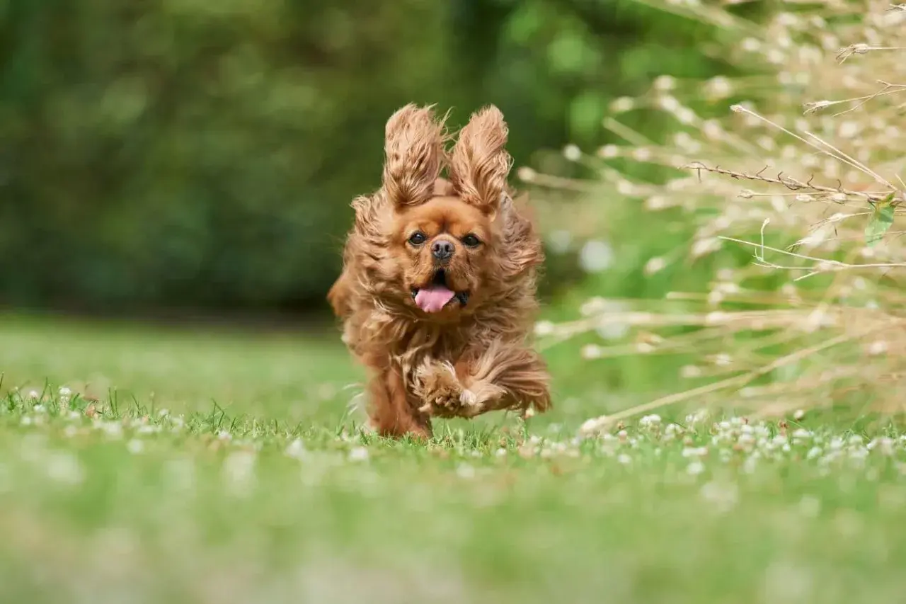 Un perro marrón corre feliz por el césped. ¿Te preguntas cuanto cuesta adoptar un perro? ¡Vale la pena!