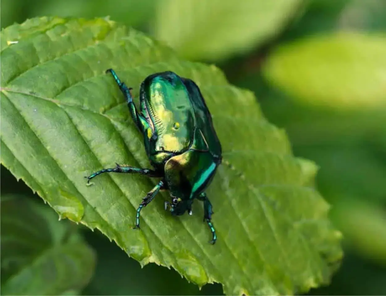 Un magnifico scarabeo verde smeraldo riposa su una foglia verde brillante, con gocce d'acqua che scintillano.
