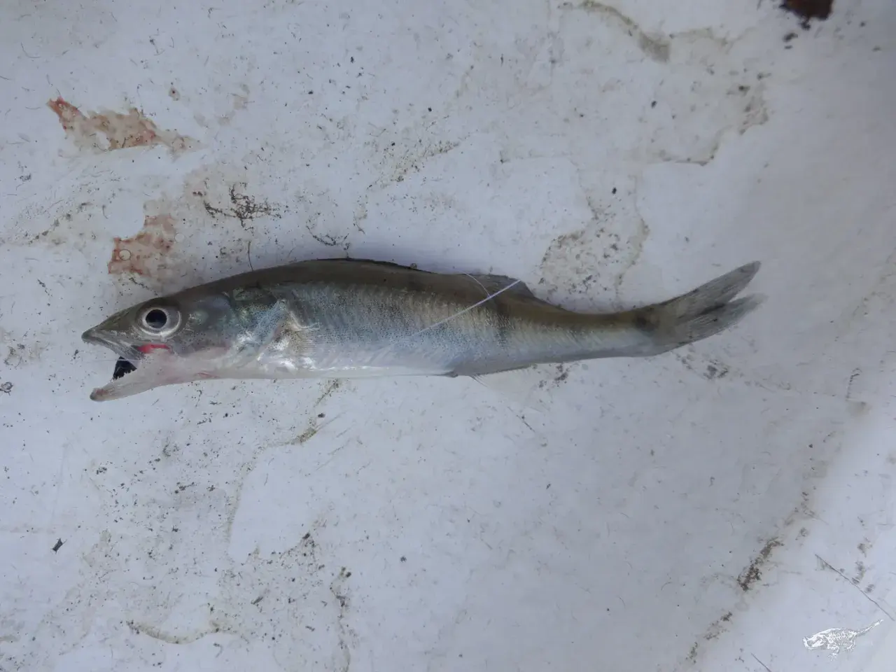 Ein kleiner Fisch mit geöffnetem Maul liegt auf schmutzigem Untergrund. Er könnte ein Leckerbissen für größere Raubfische sein, wie zum Beispiel Zander.