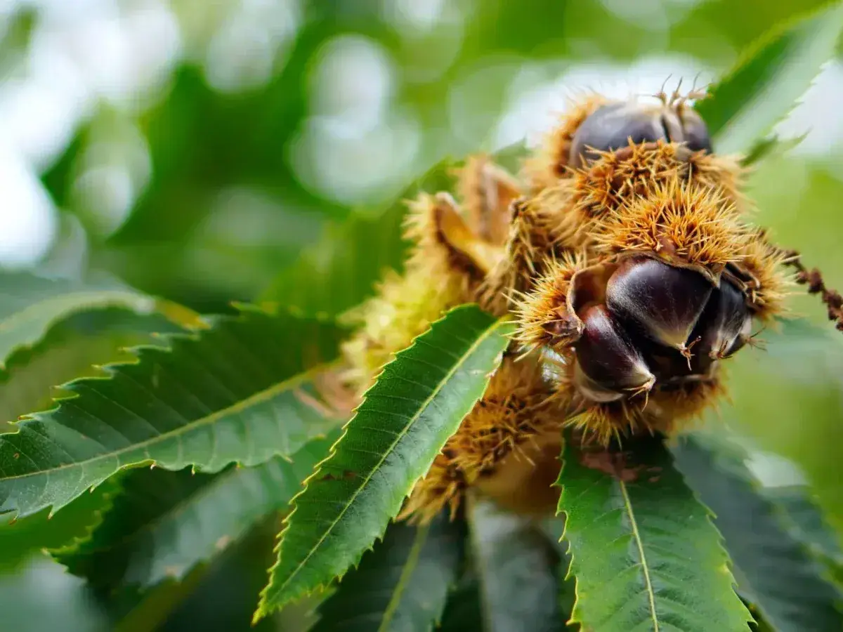 Ricci spinosi di castagno albero, con castagne lucide che spuntano. Caratteristiche naturali del frutto.