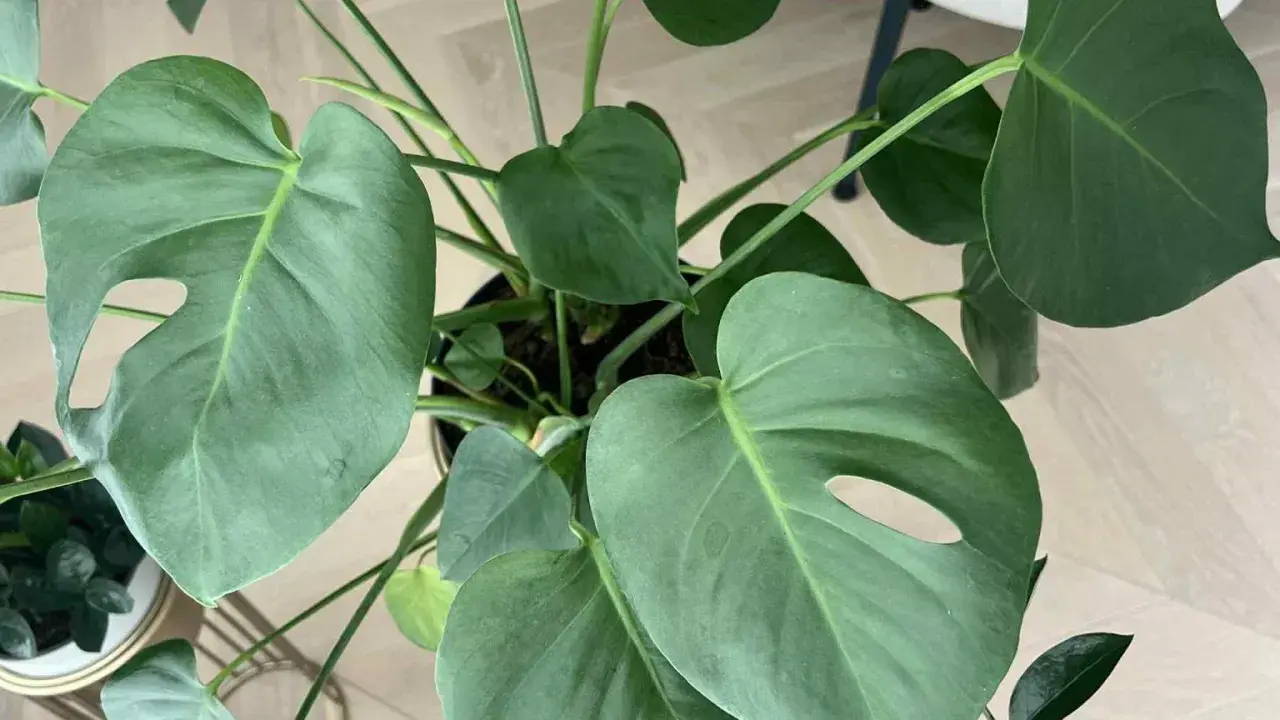 Monstera bez dziur odmiana, z dużymi, zielonymi liśćmi, które dopiero zaczynają się przebijać.