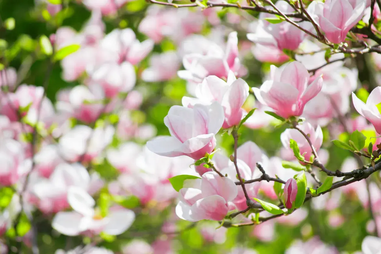 Magnoliablommor i full blom, med mjuka rosa och vita kronblad som sträcker sig mot solen. En ny knopp anas, redo att slå ut.
