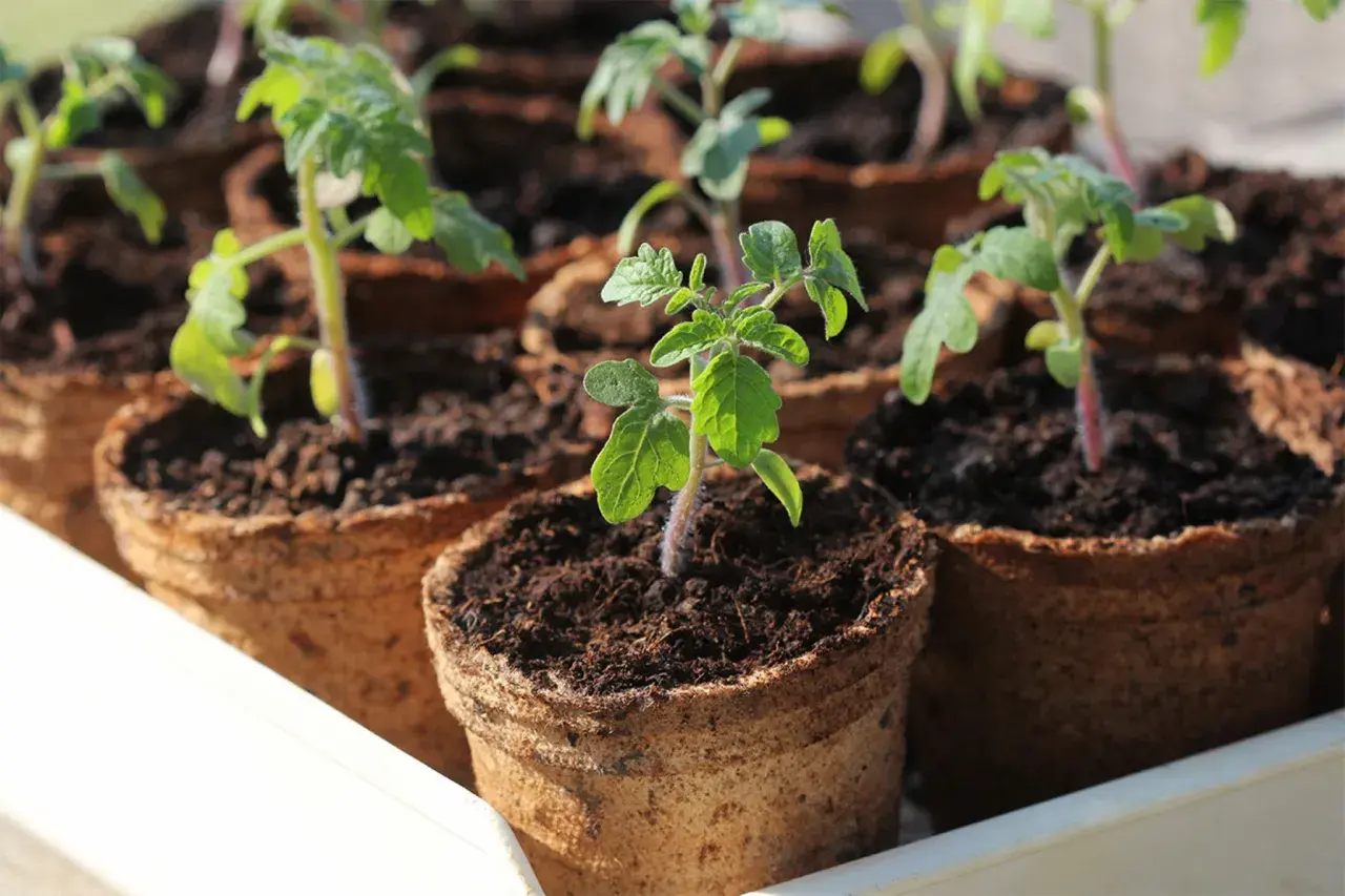 Kleine Tomatenpflanzen in Torftöpfen, bereit für die Aussaat im Februar.