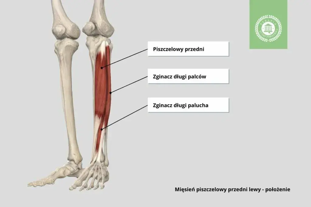 Ból goleni u biegaczy: Przyczyny, leczenie i jak biegać bez bólu?