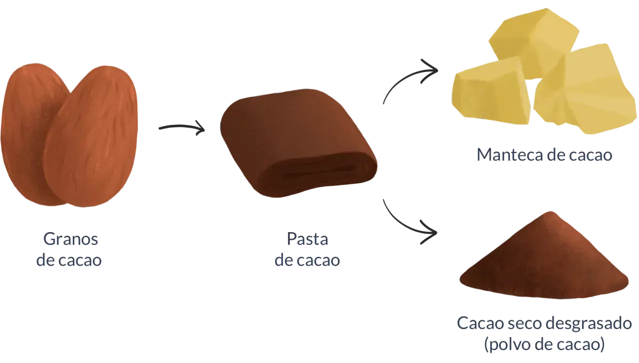 Proceso del cacao: granos, pasta, manteca y polvo. Descubre las **cacao puro propiedades** y sus usos.