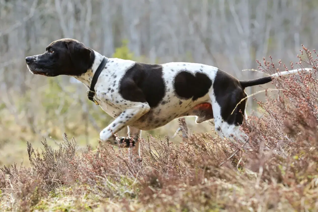 Ein English Pointer mit schwarz-weißer Fellzeichnung läuft durch Heidekraut.