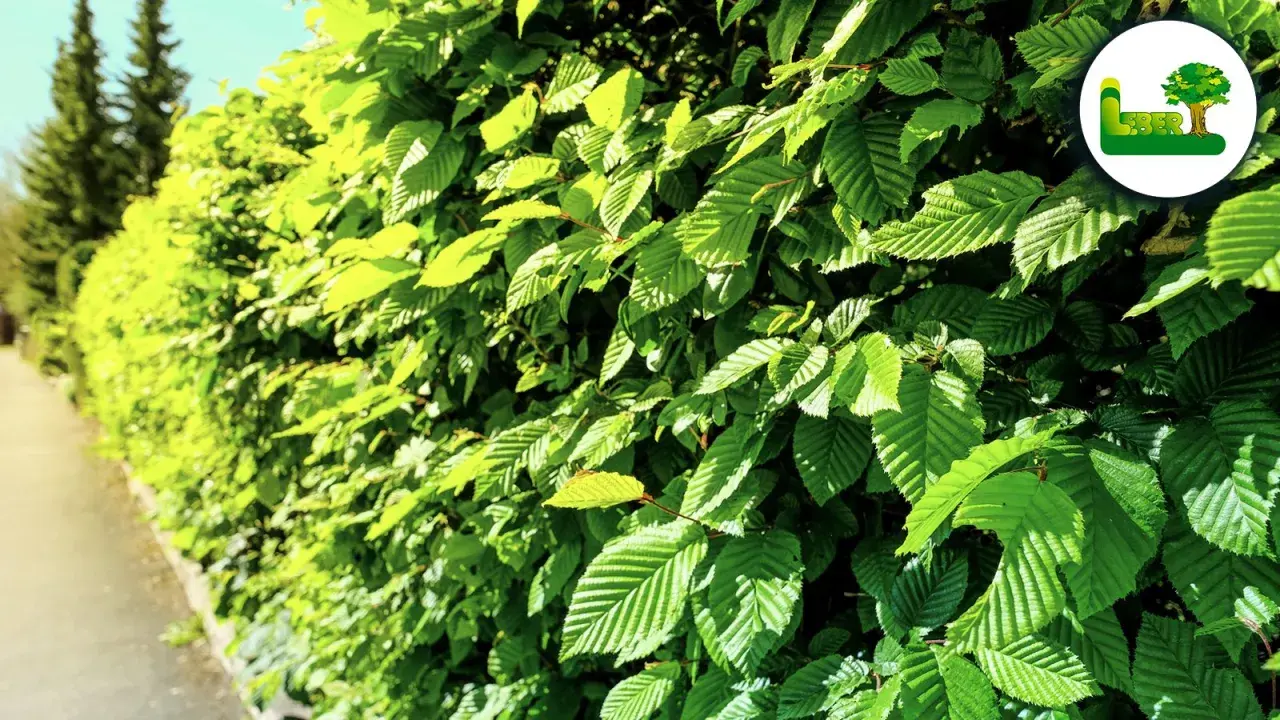 Dichte Hecke aus Feldahorn. Nachteile wie dichter Wuchs und Schattenwurf sind hier nicht ersichtlich, nur das satte Grün.