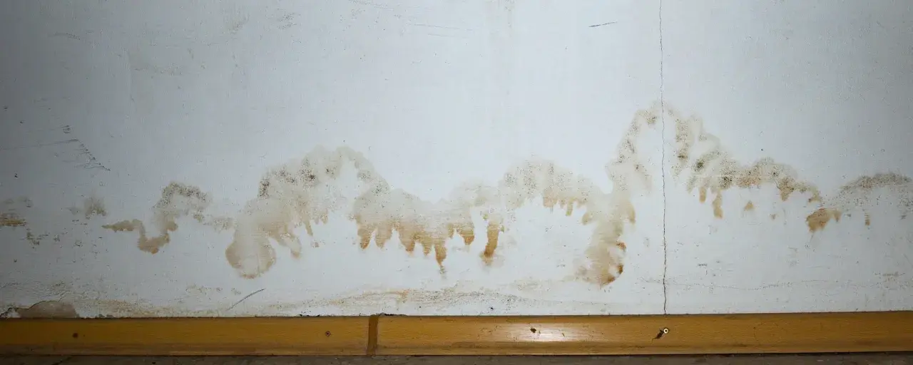 Braune Flecken und Schimmel an der weißen Wand deuten auf einen Wasserschaden hin. Was tun? Sofort handeln!