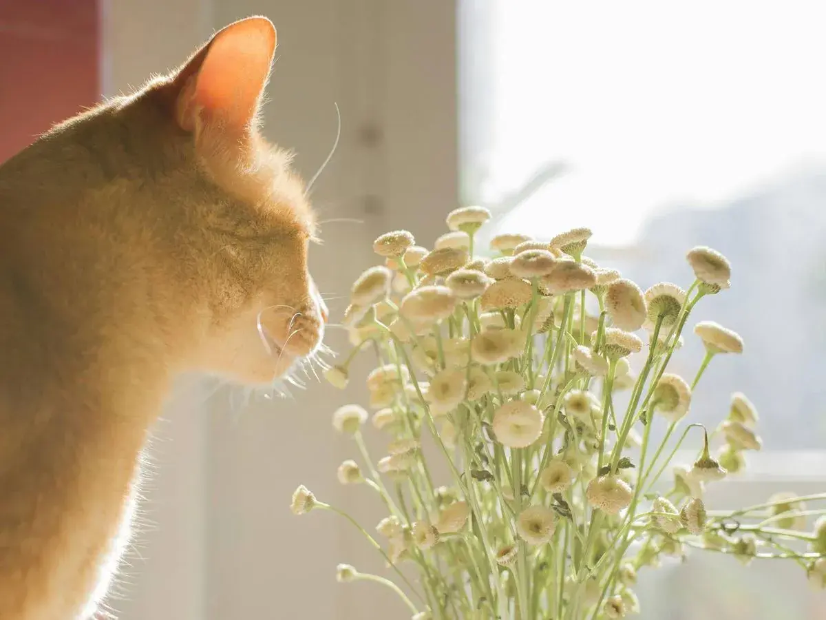 Gato naranja olfateando flores. Quizás buscando feromonas para gatos casera en la naturaleza.