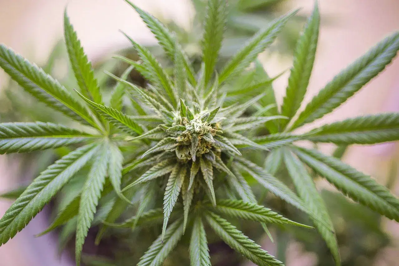 Nahaufnahme einer Cannabis-Pflanze, die zeigt, wie CBD hergestellt wird.