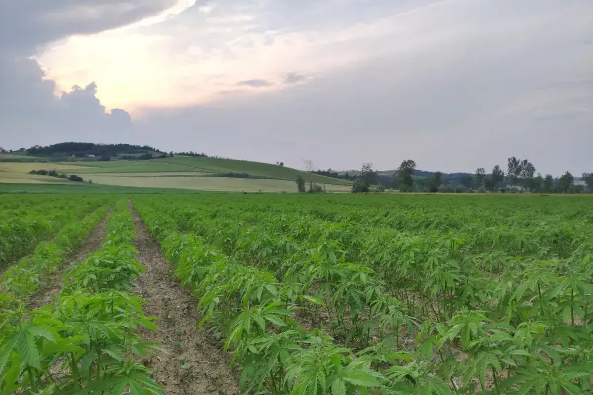 Vasto campo di piante di cannabis in crescita, con file ordinate che si estendono verso colline ondulate sotto un cielo nuvoloso al tramonto.