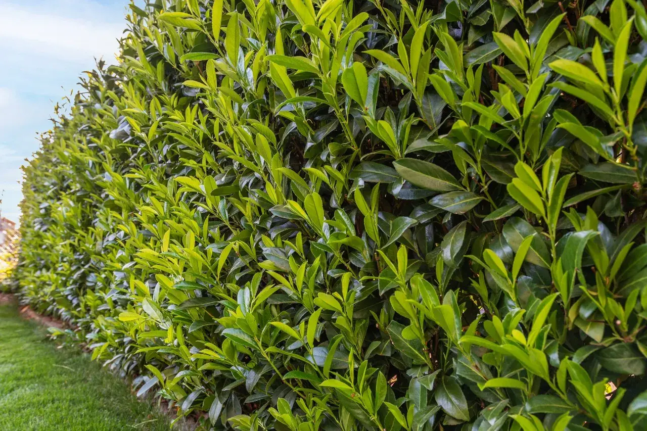 Un seto de laurel frondoso y verde, listo para ser podado. Las hojas brillan bajo el sol, esperando el corte que le dará forma.