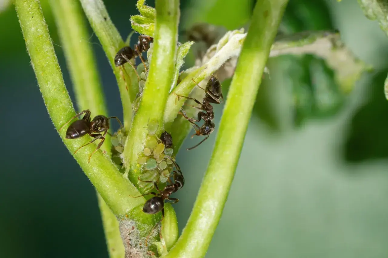 Des fourmis jardin s'occupent de pucerons sur une tige verte.