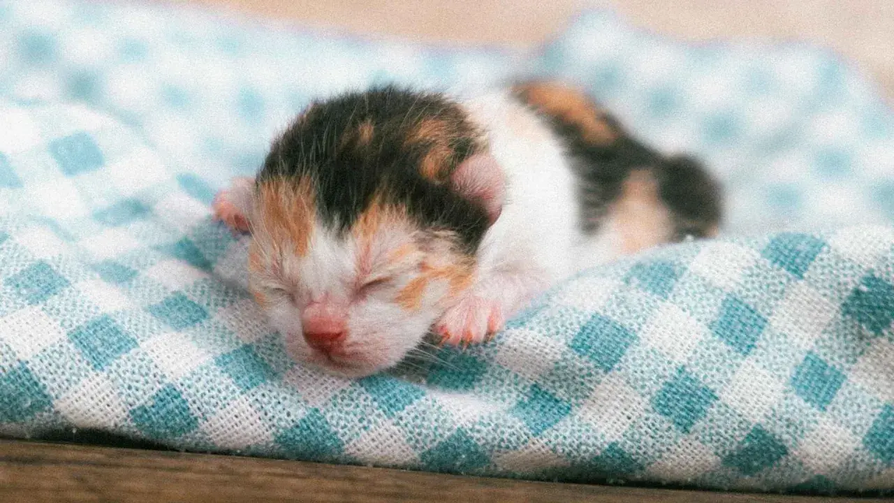 Un tierno gato recién nacido, con su pelaje tricolor, duerme plácidamente sobre una manta a cuadros.