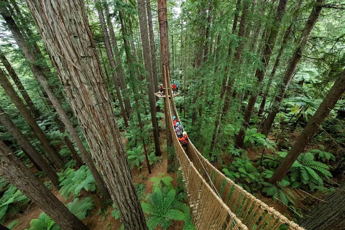 Baumwipfelpfad in Rotorua, Neuseeland, mit Menschen auf Hängebrücken zwischen hohen Bäumen und Farnen.