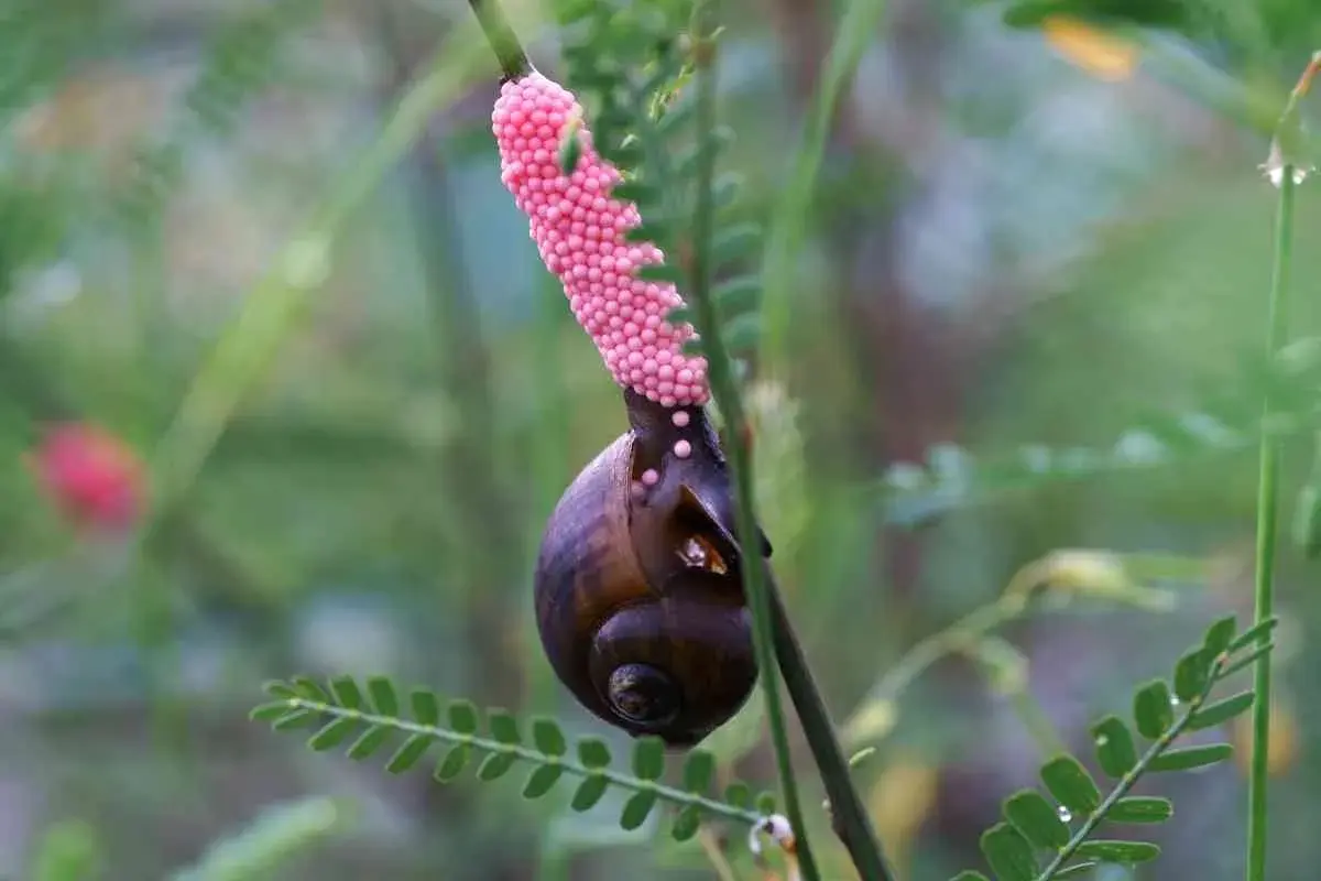 Lumaca con grappolo di uova rosa brillante attaccato a un ramo. Un piccolo tesoro di uova di lumaca in attesa di schiudersi.