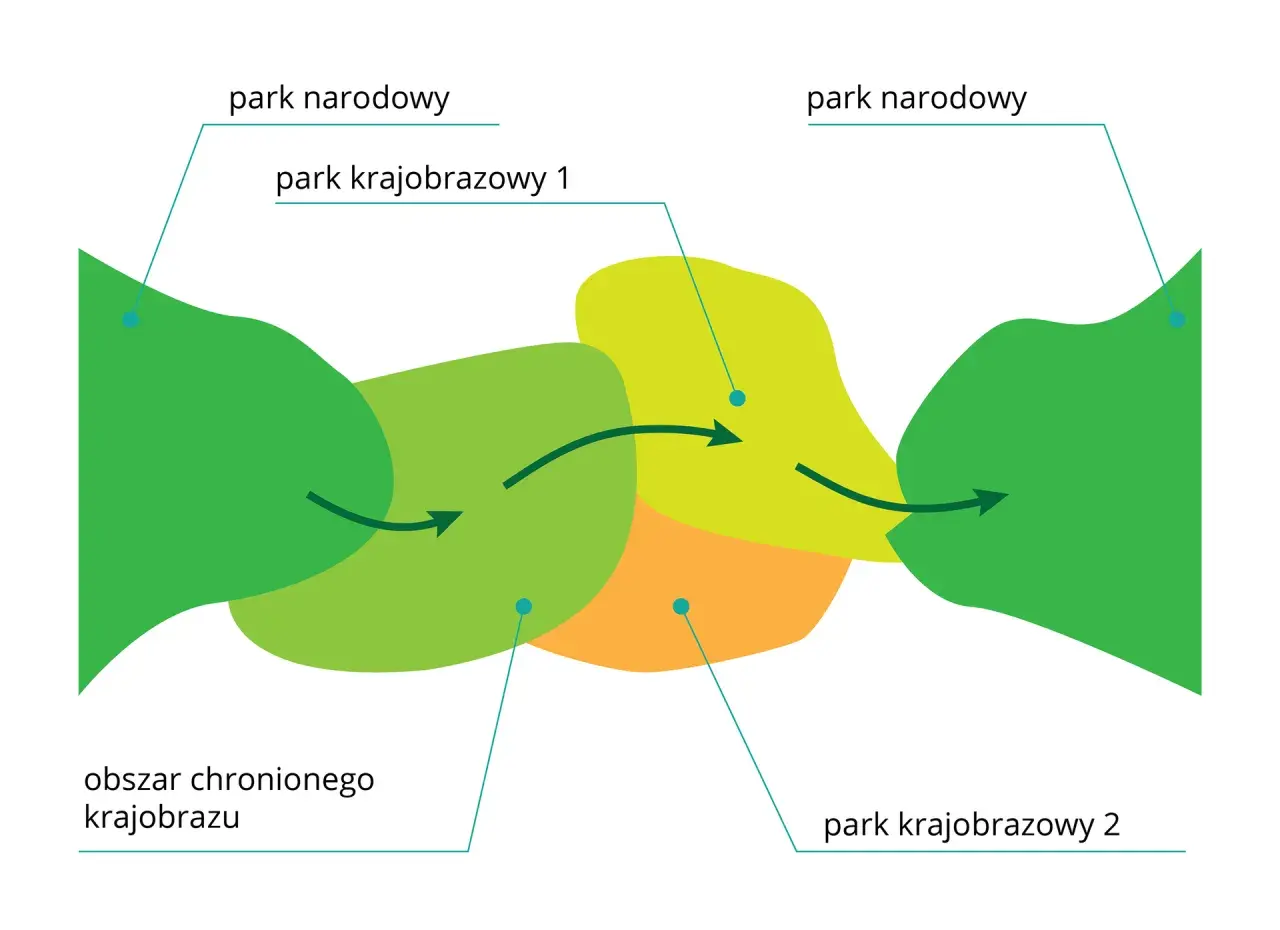 Schemat przedstawia powiązania między parkiem narodowym a parkiem krajobrazowym. Strzałki wskazują przepływ między obszarami.