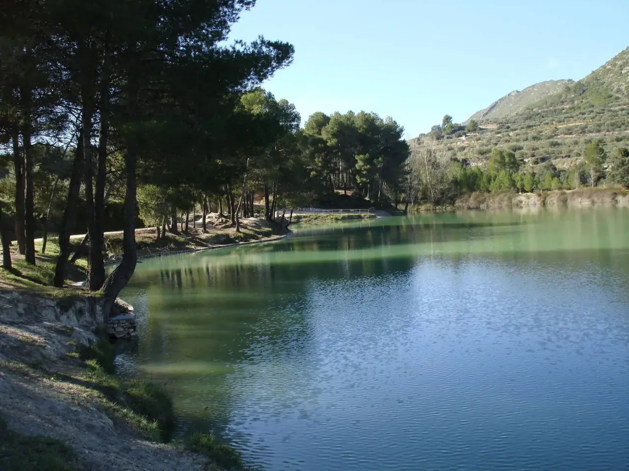 Tranquilo lago de aguas verdosas junto a un bosquete de pinos y una ladera con olivos. El bosquet de Moixent invita a la calma.
