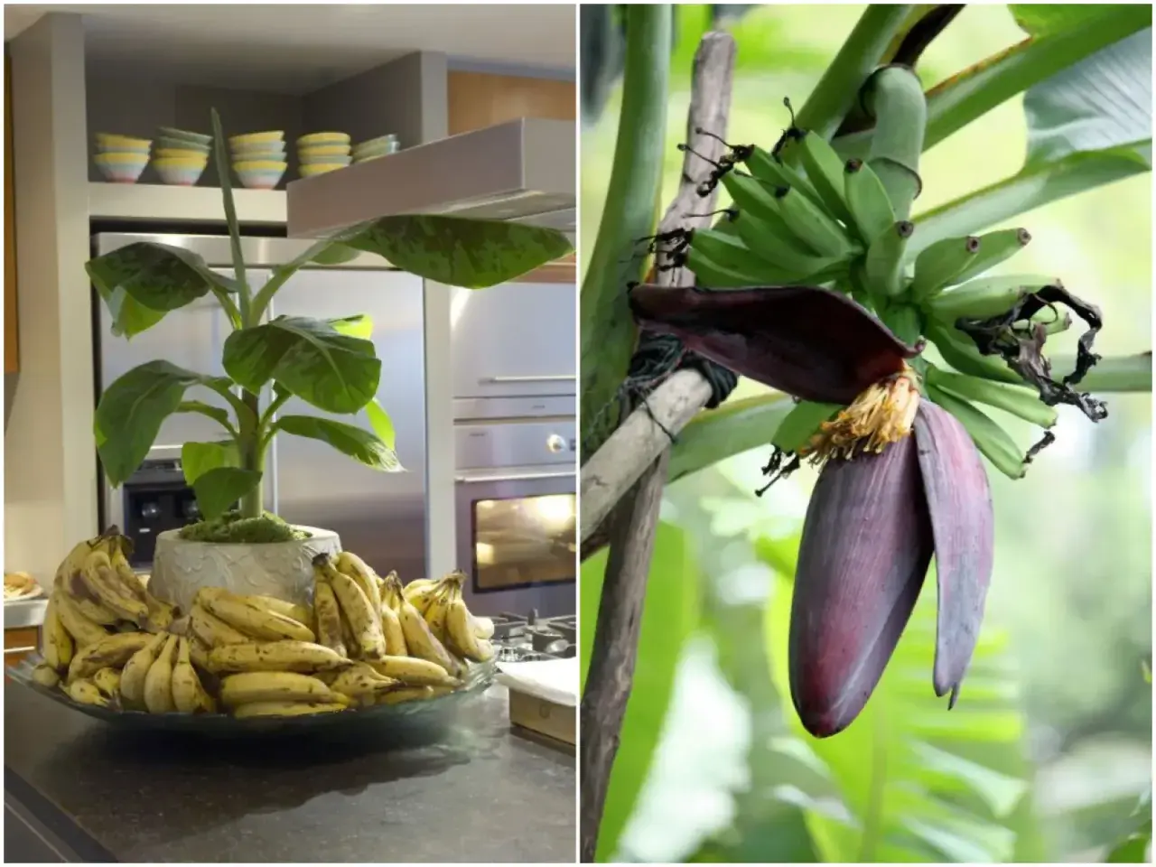 Bananowiec w domu, z pękiem zielonych bananów i kwiatem. Obok, na blacie, miska pełna dojrzałych bananów.