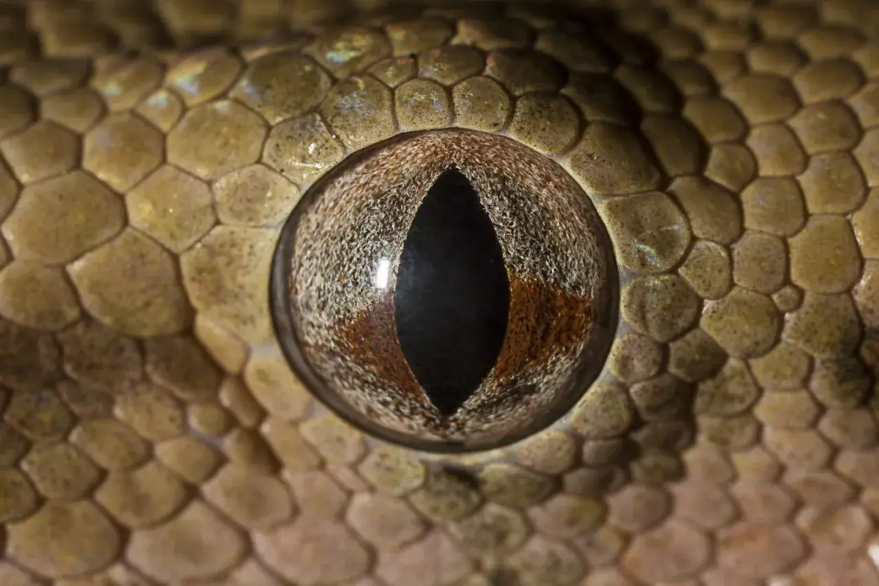 Ojo de una serpiente, posiblemente la serpiente más venenosa del mundo, con escamas detalladas y una pupila vertical.