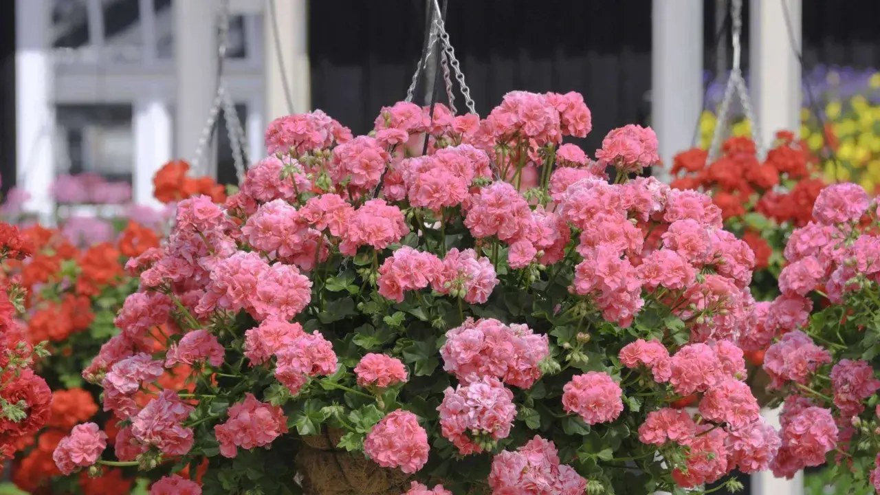 Üppige rosa Geranien in einer Hängeampel, die auf gute Geranien Pflege hinweisen. Im Hintergrund rote und gelbe Blumen.