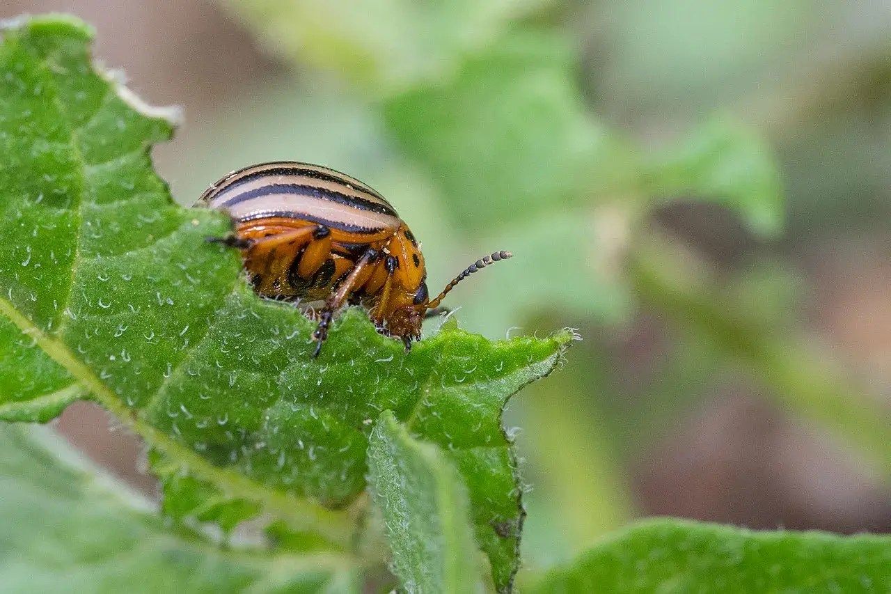 Doryphore de la pomme de terre, insecte rayé, mange une feuille verte.