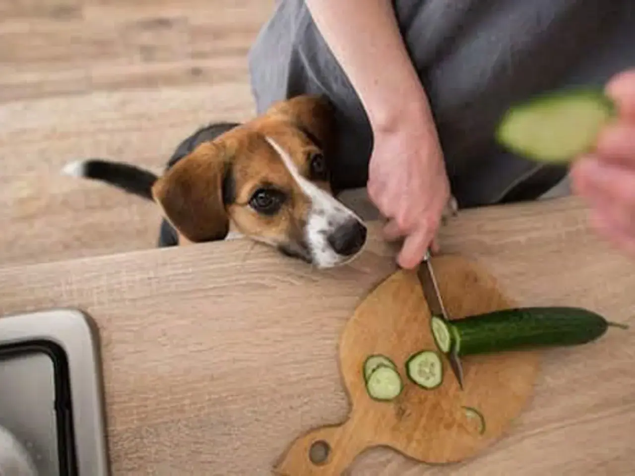 Un perro beagle mira atentamente mientras cortan un pepino. ¡El pepino es bueno para los perros y este parece querer probarlo!