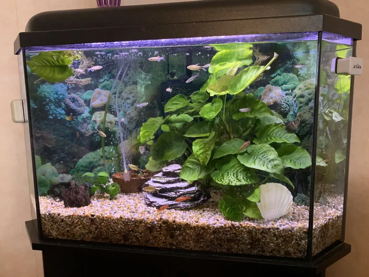 Ett vackert akvarium utan pump, fyllt med gröna växter, stenar och små fiskar som simmar runt.