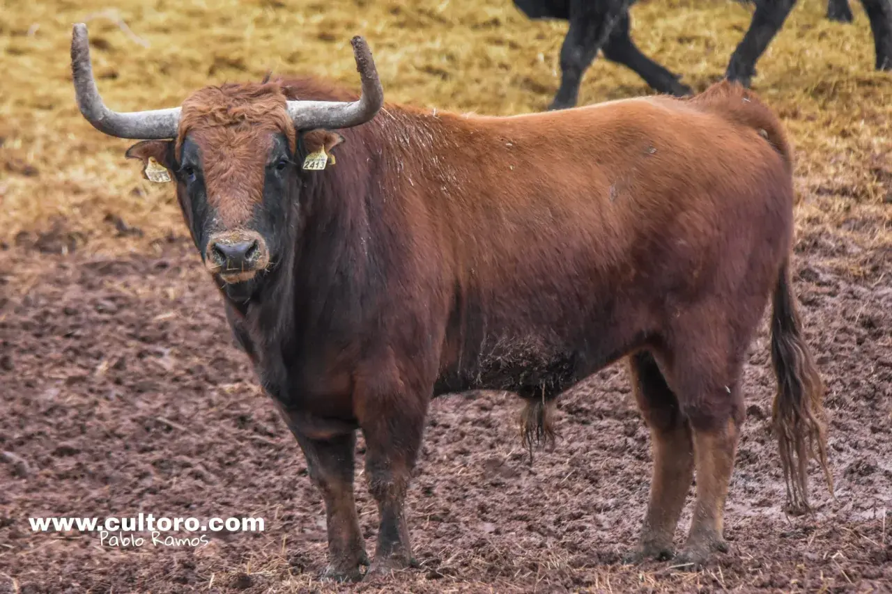 Un imponente toro castaño, uno de los chospes, mira fijamente con sus cuernos curvados.