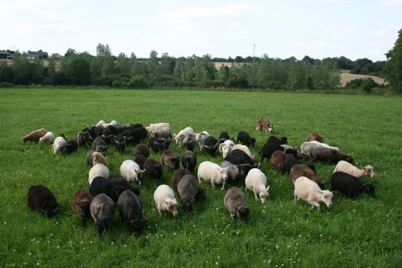 Un troupeau de moutons nains sans tonte broute paisiblement dans un pré verdoyant, sous le regard attentif d'un chien de berger.