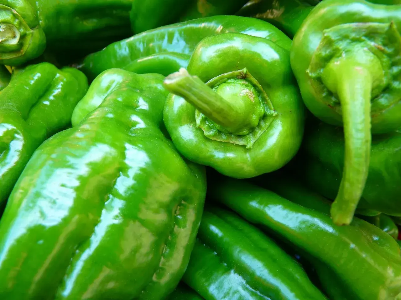Frisch geerntete, glänzende grüne Paprika liegen übereinander.