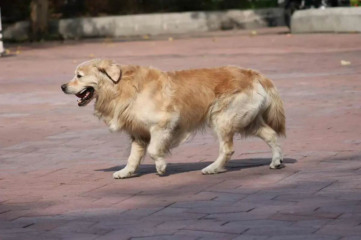 Golden retriever con zampa gonfia cane cammina su un marciapiede di mattoni rossi, con la bocca aperta e la lingua fuori.
