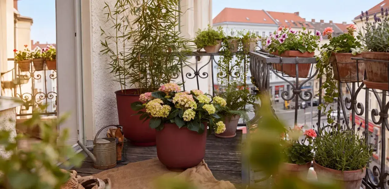 Balkon pełen życia: hortensje, lawenda i pelargonie tworzą idealne jakie kwiaty na słoneczny balkon.