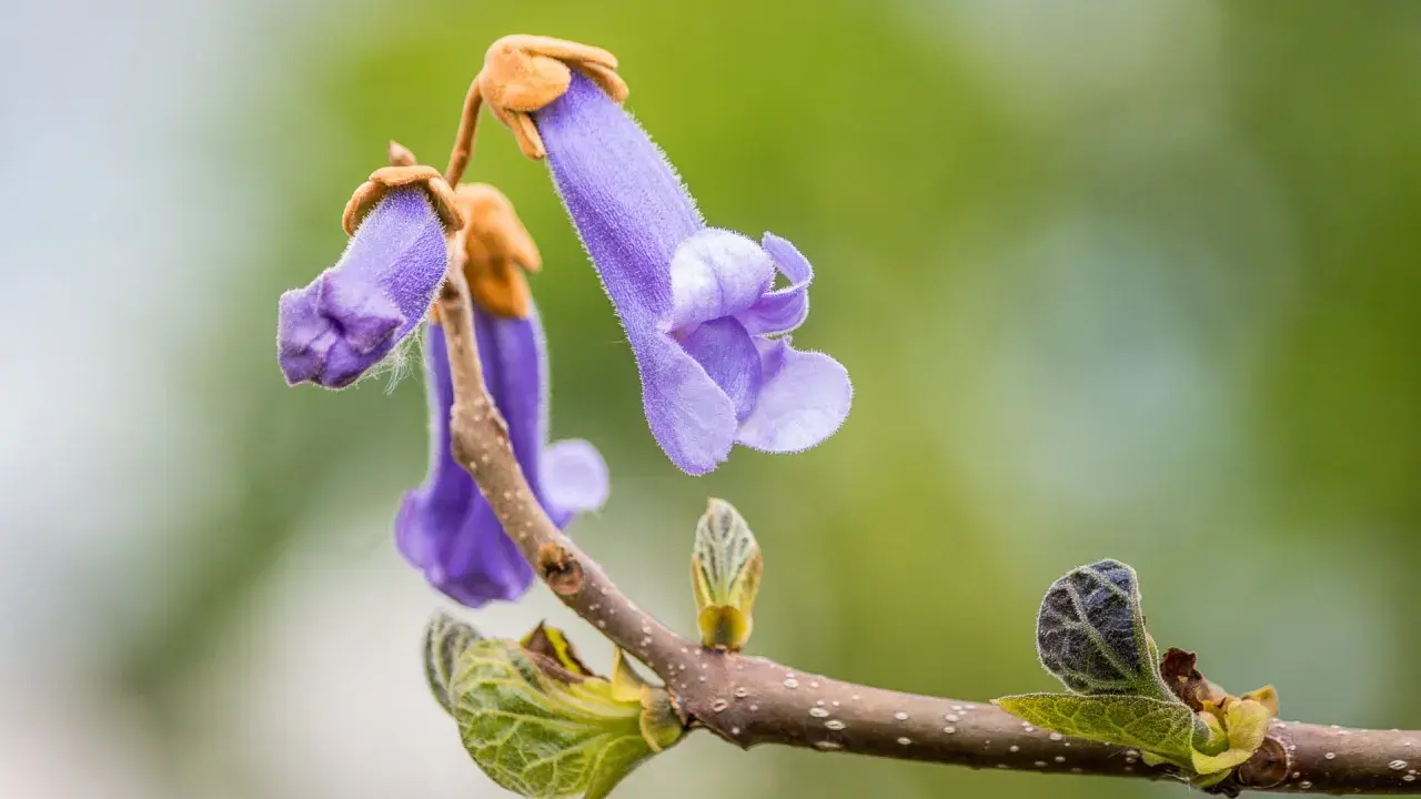 Zarte, violette Blüten des Blauglockenbaums hängen an einem Ast. Vorsicht: Blauglockenbaum giftig für Haustiere.