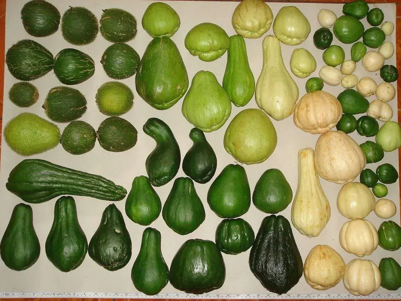 Una collezione di zucchine centenarie, di varie forme e dimensioni, alcune verdi e altre color crema, disposte su una superficie chiara.