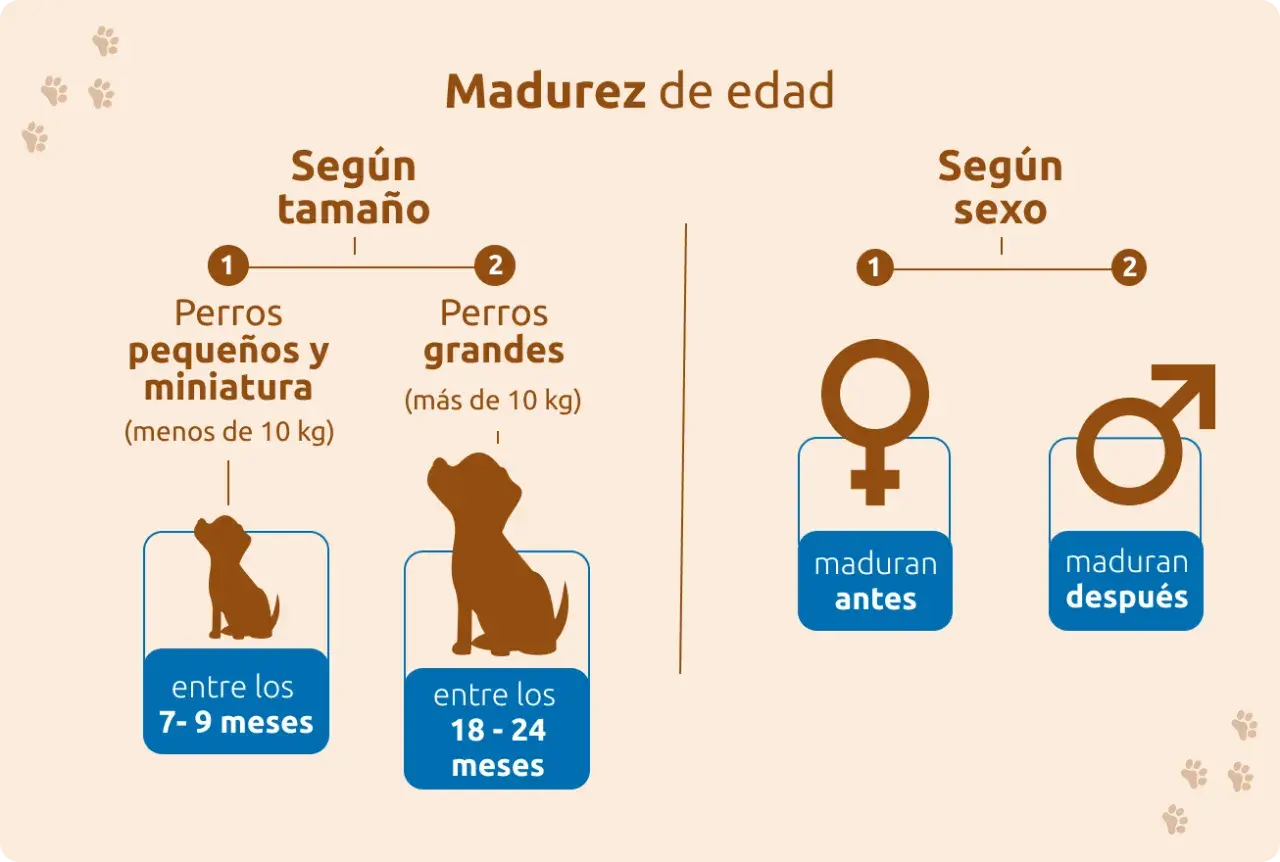 La madurez de un perro varía. Perros pequeños maduran entre 7-9 meses, grandes entre 18-24 meses. Las hembras maduran antes.