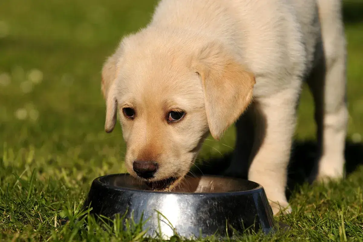 Uroczy szczeniak labradora pije z miski. Czy pies może pić mleko? Ten maluch wygląda na zadowolonego.
