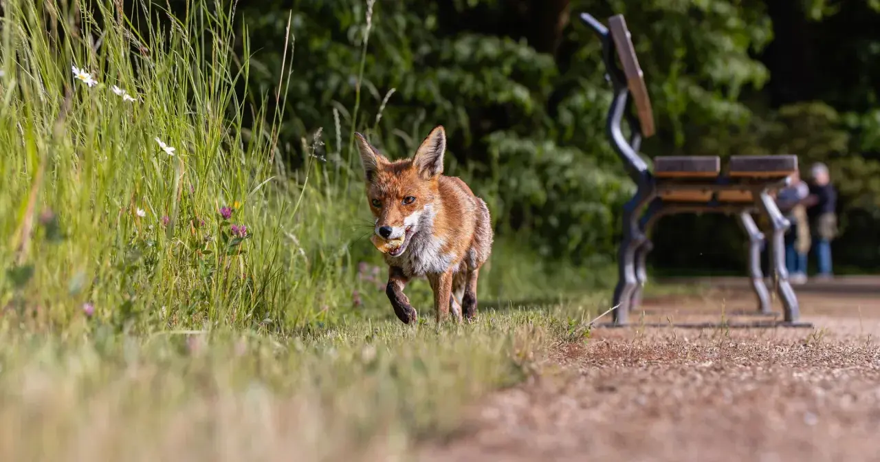 Ein Fuchs mit einem Leckerbissen im Maul läuft durch hohes Gras. Ein Park mit einer Bank und unscharfen Personen im Hintergrund zeigt, dass Tiere in der Stadt leben.