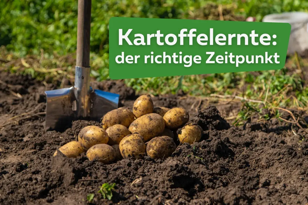 Frisch geerntete Kartoffeln liegen neben einer Schaufel im Erdreich. Der richtige Zeitpunkt, wann erntet man Kartoffeln, ist entscheidend für eine gute Ernte.