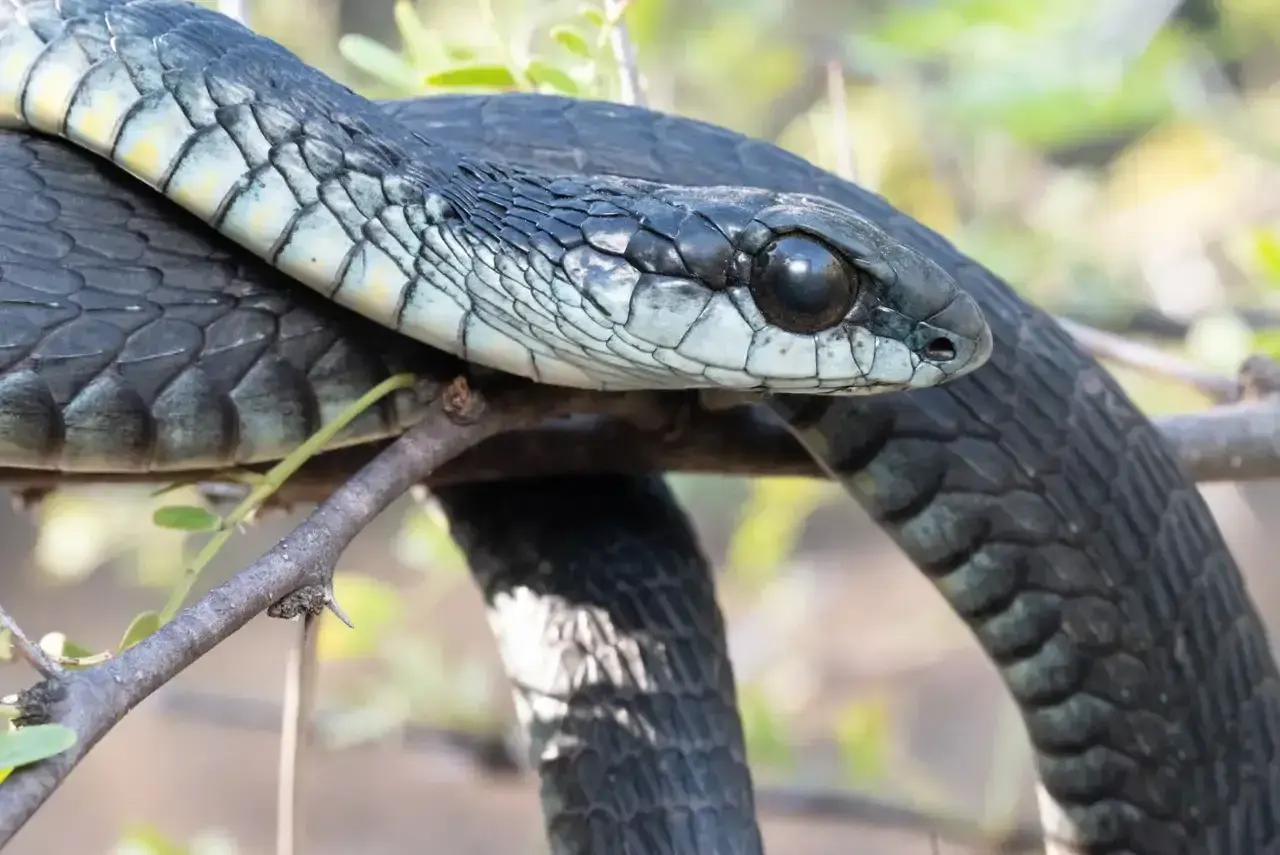 Mamba negra, su cuerpo oscuro se enrosca en una rama. Su mirada alerta sugiere la velocidad que la caracteriza.
