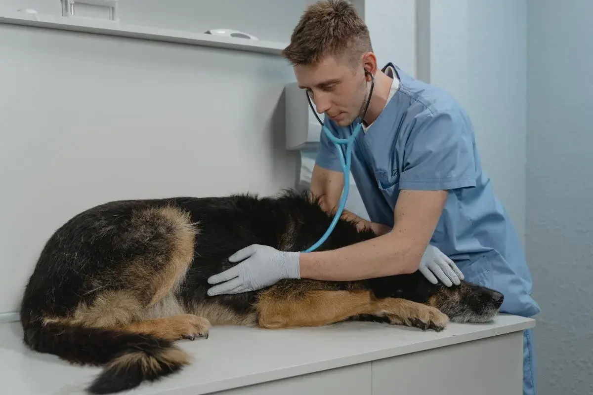 Veterinario examina a un perro con síntomas de perro enfermo del estómago.