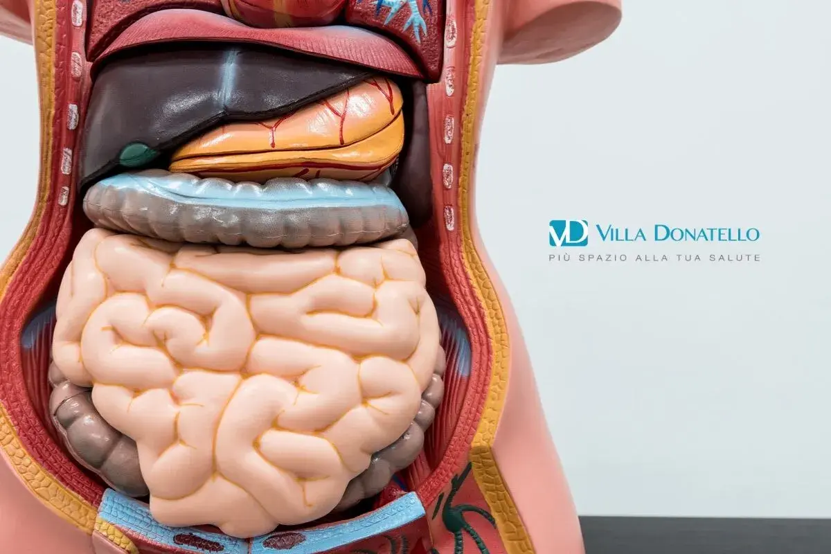 Modello anatomico del torso umano che mostra gli organi interni, utile per comprendere i diverticoli e i loro sintomi.