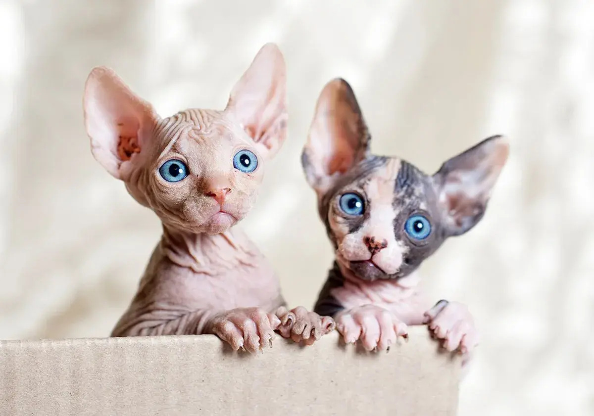 Deux adorables chatons de race sphynx aux grands yeux bleus émergent d'une boîte en carton.